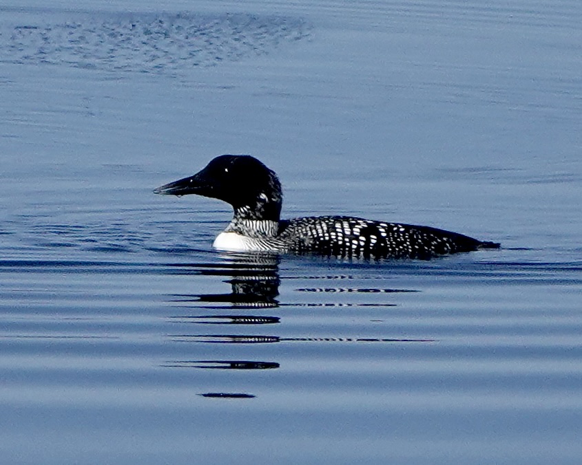 great northern diver